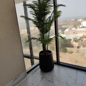 Areeca Palm with pot 6ft